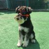 Dog Goggles Small Breed; Easy Wear Small Dog Sunglasses; Adjustable UV Protection Puppy Sunglasses for Small to Medium Dog